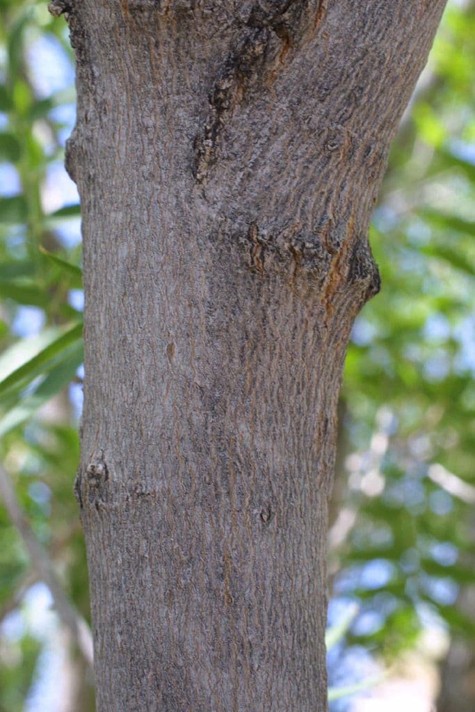 Seifenbaum 25