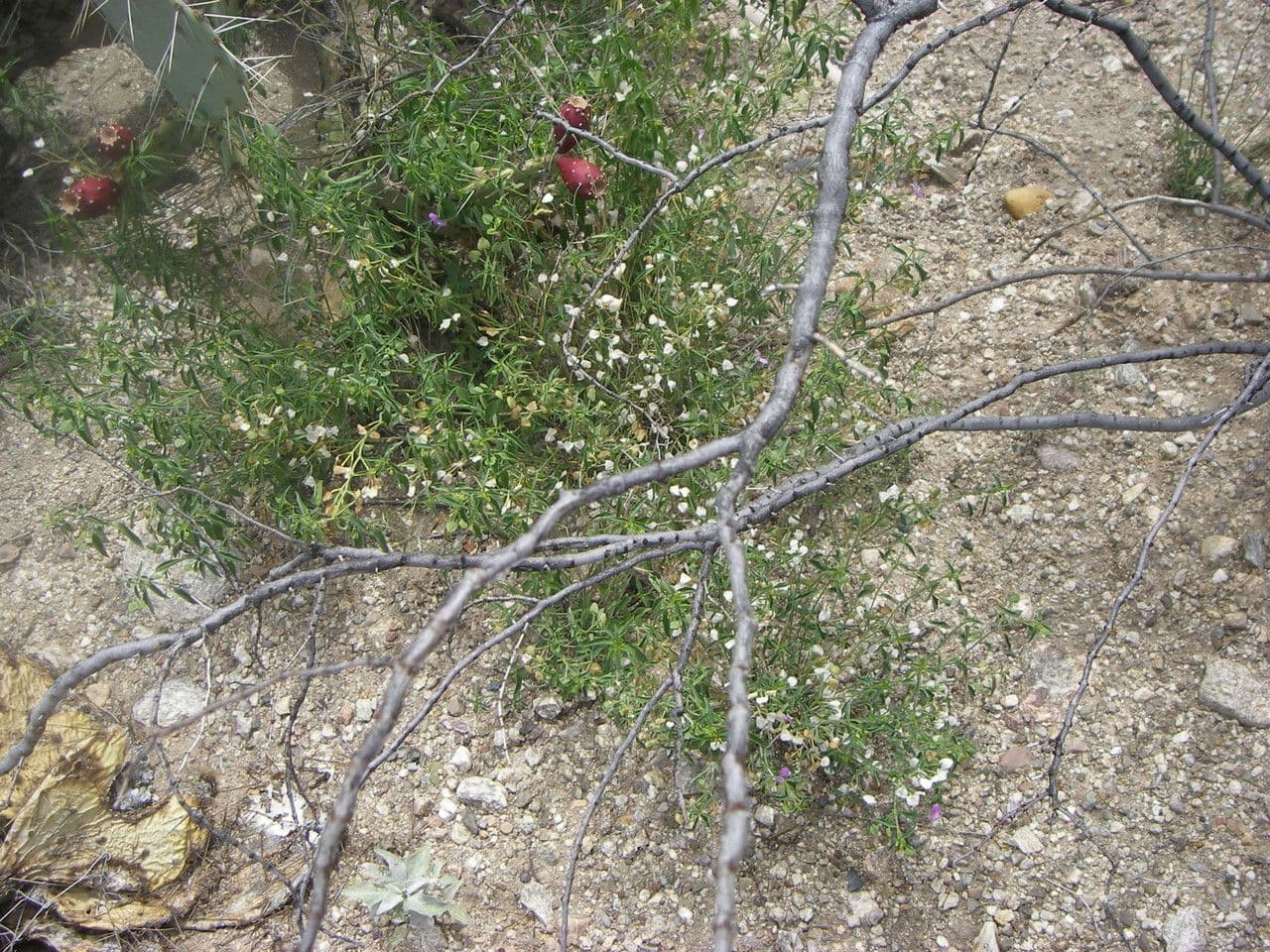 Dicliptera resupinata 6