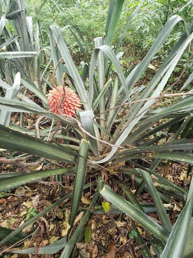 Aechmea 16