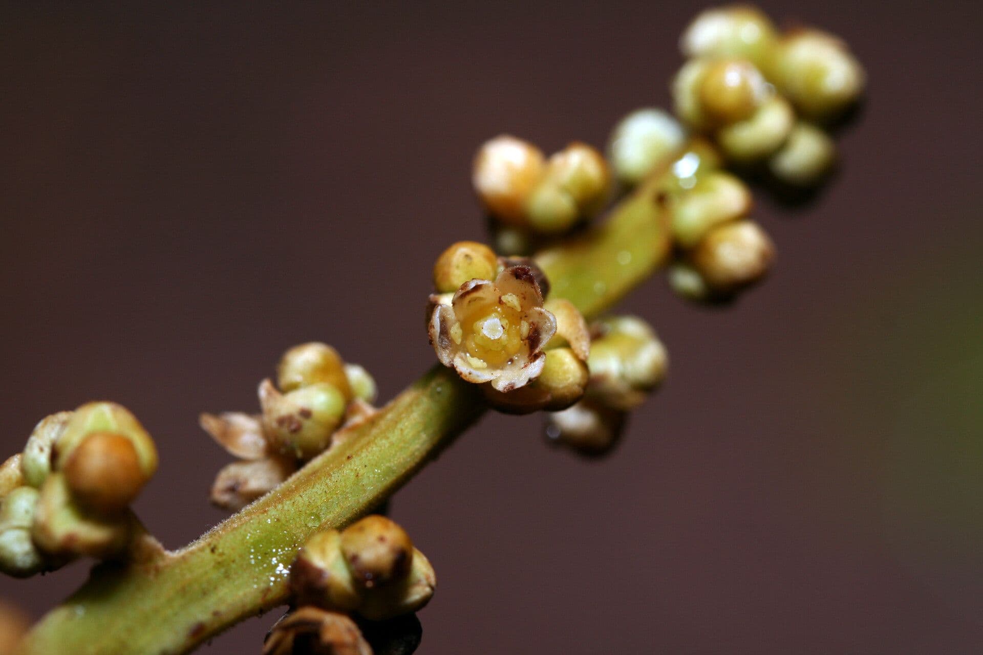 Ocotea glomerata 3