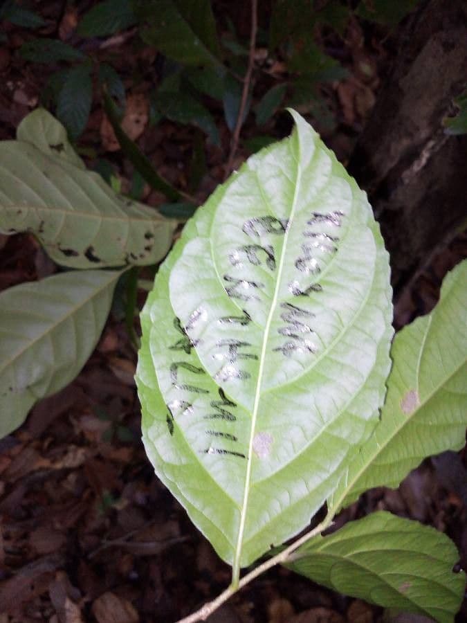 Bentham Xylosma 4