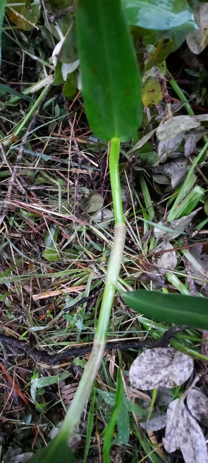 Commelina comune 24