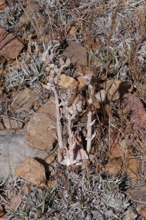 Dudleya 7