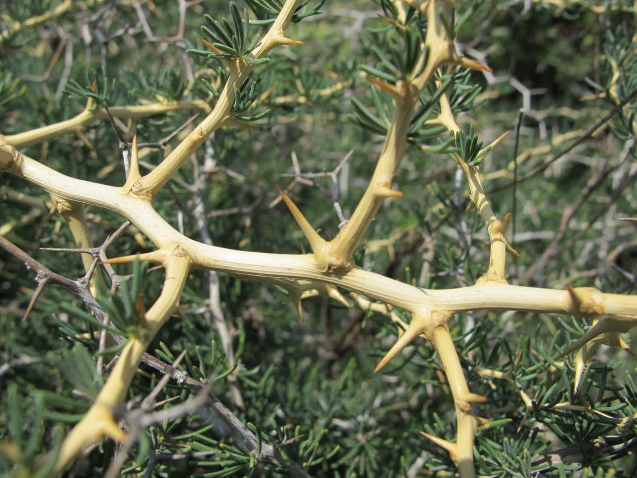 White asparagus 26