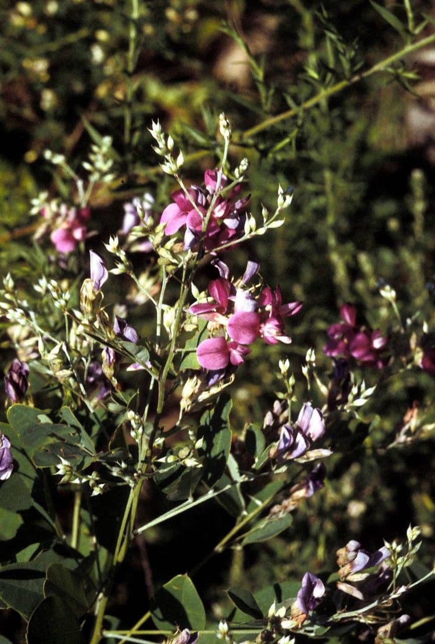 Lespedeza violacea 11
