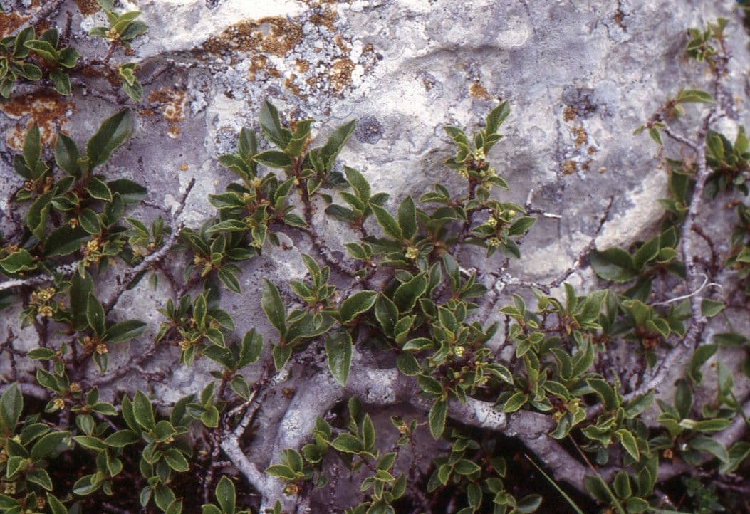 Espino de roca 13