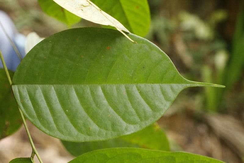 Basralocus 10