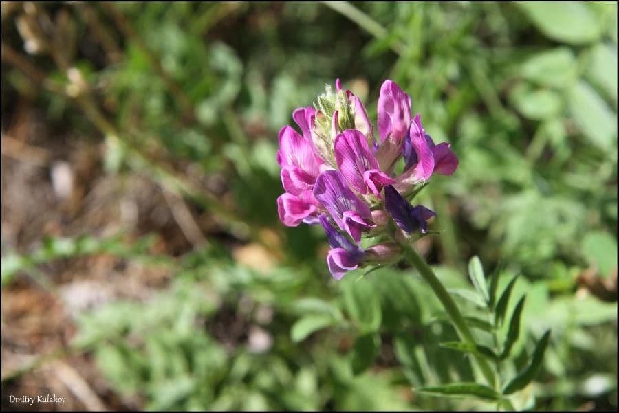 Oxytropis 2