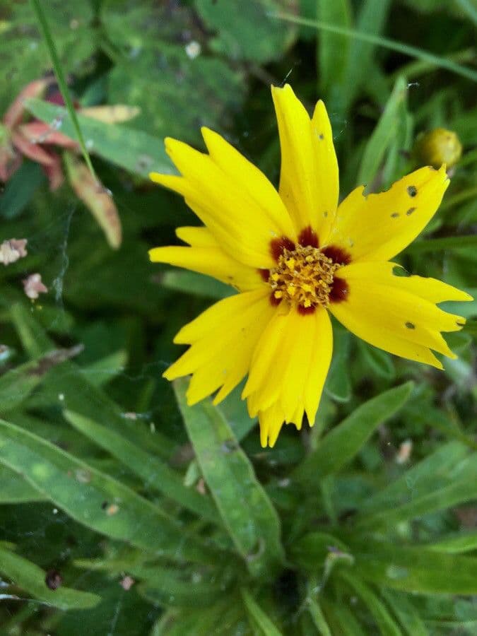 Coreopsis grandiflora 9