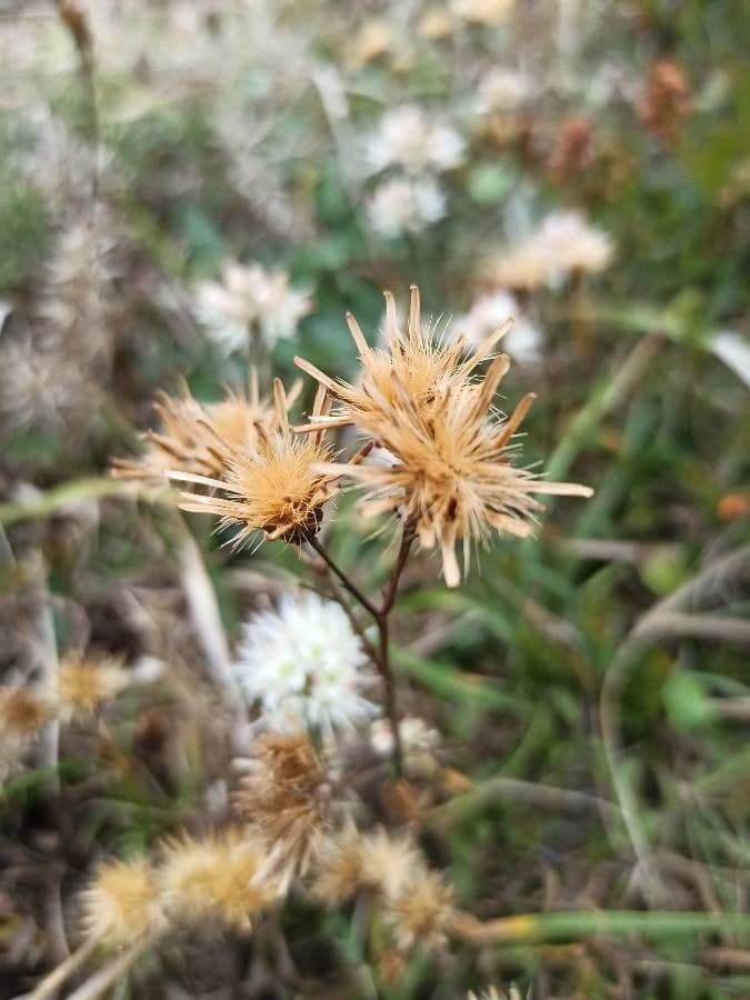 Heide-Lauch 2