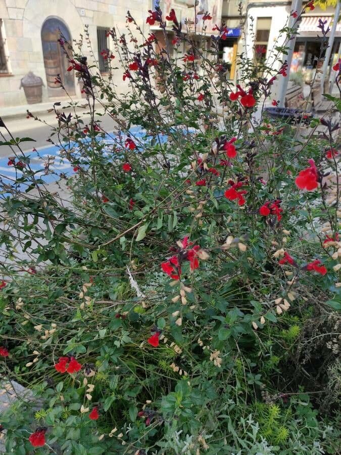 Salvia a foglie piccole 15