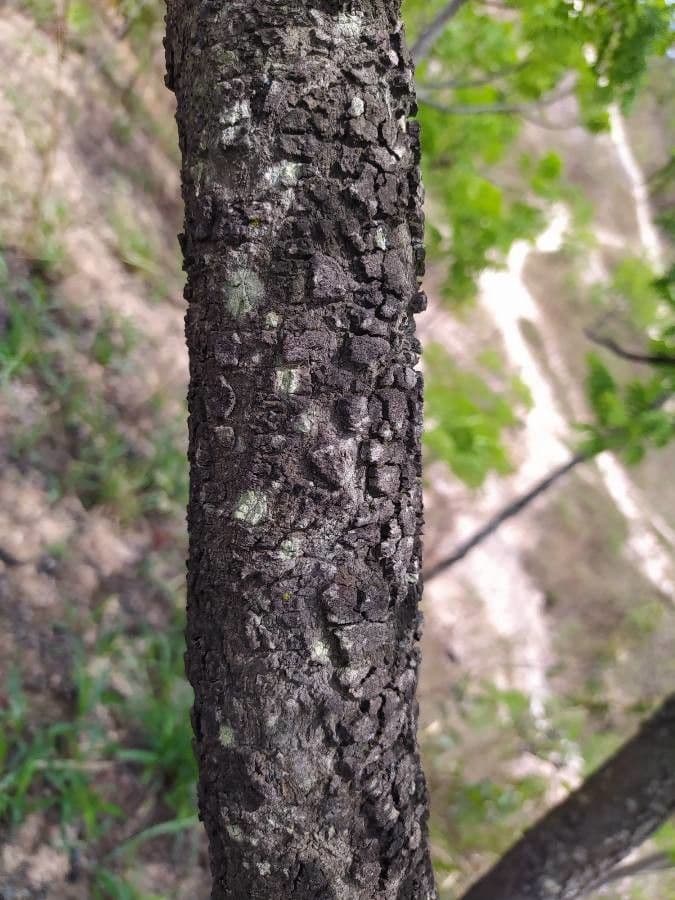 Stryphnodendron 10