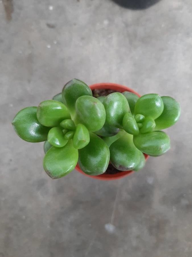 Sedum di Hernandez