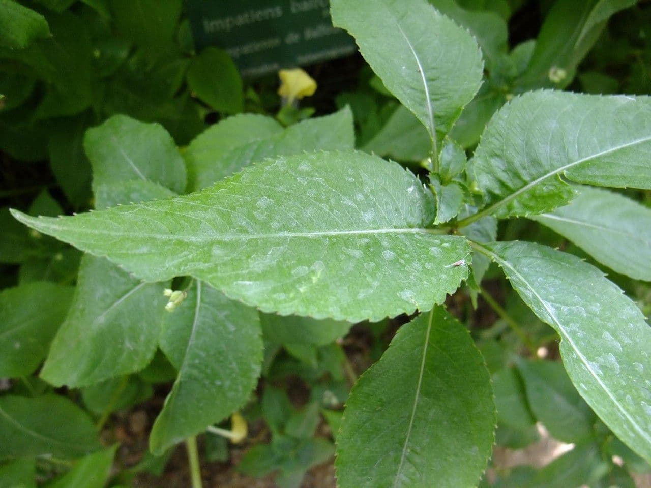 Balsamina di Balfour 18