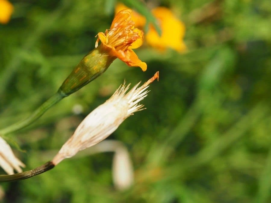 Schmalblättrige Studentenblume 24