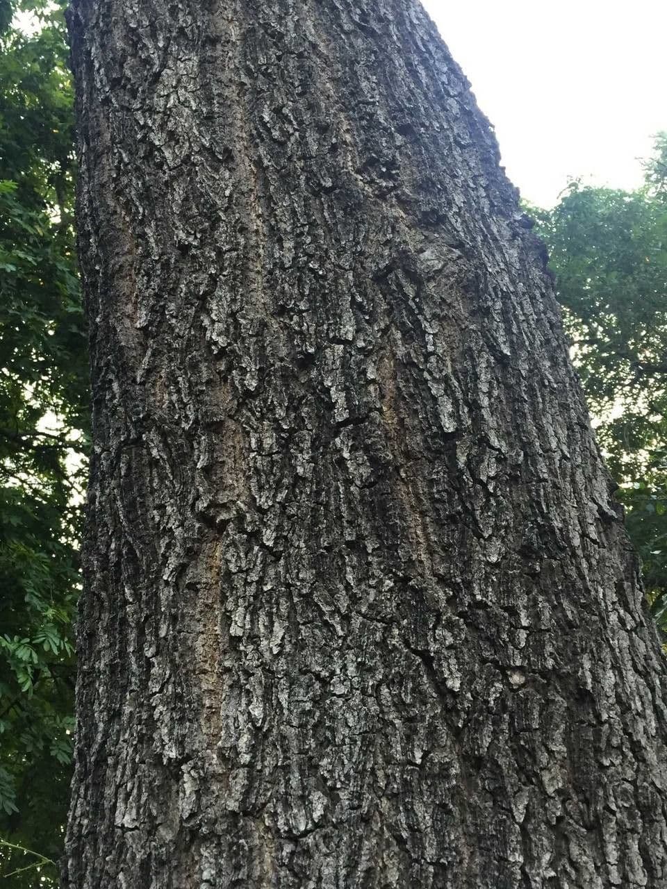 Albizia 19