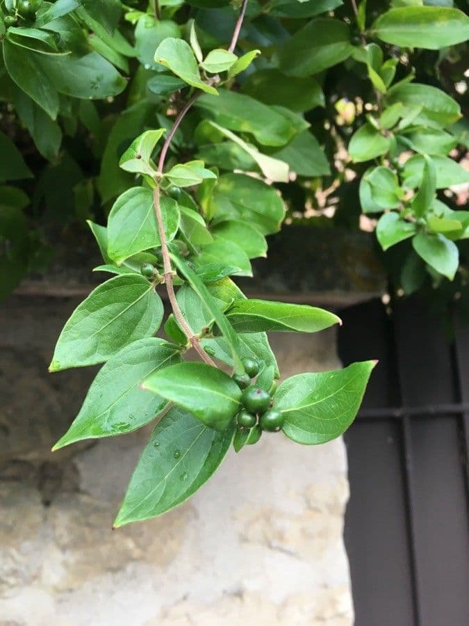 Caprifoglio giapponese 18