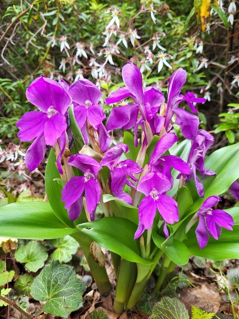 Roscoea 2