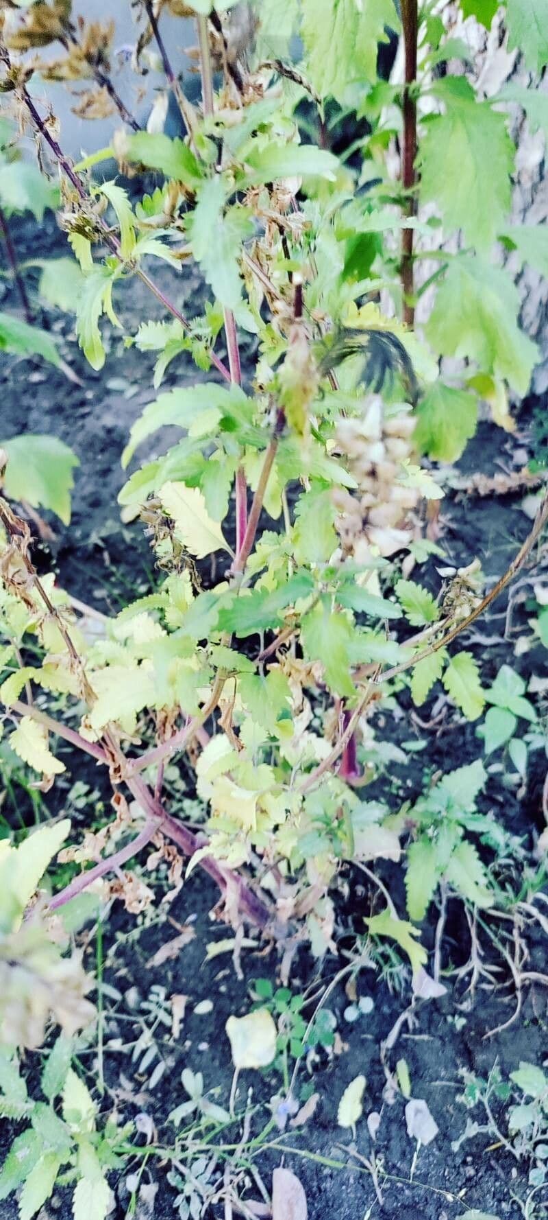 Dracocéphale de Moldavie 21