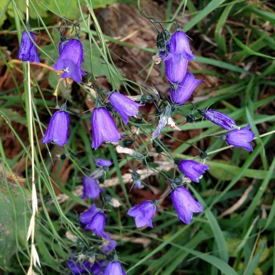 Campanula romboidale 6