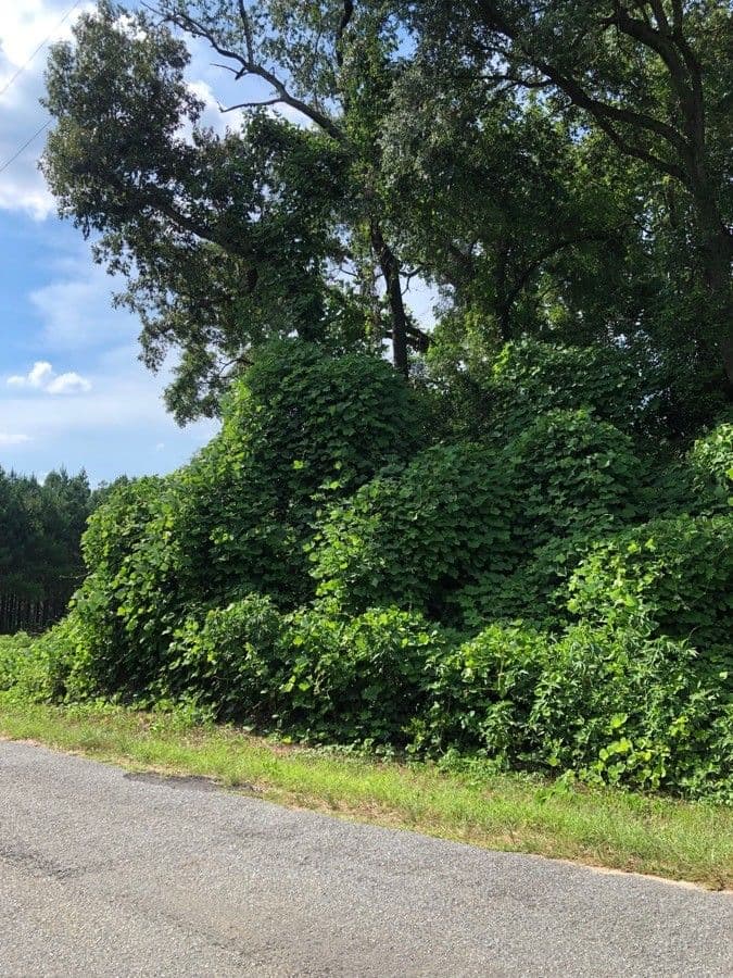 Kudzu 13