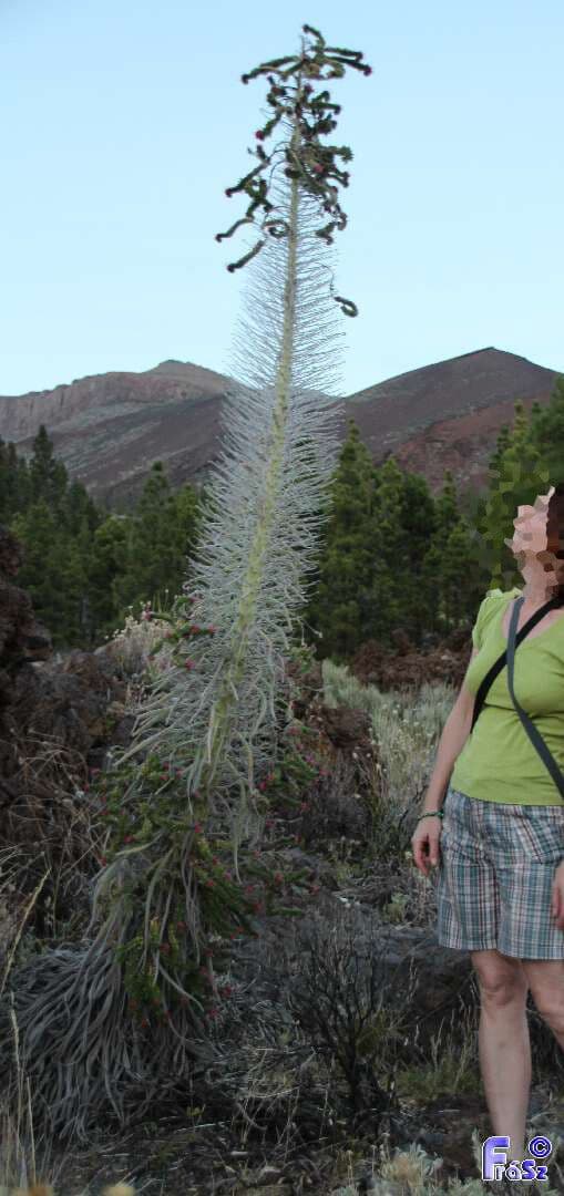 Echium di Wildpret 7