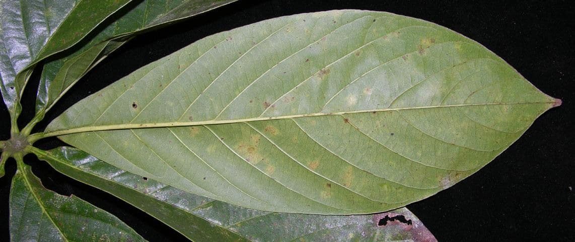 Siebenlappiger Pseudobombax 14