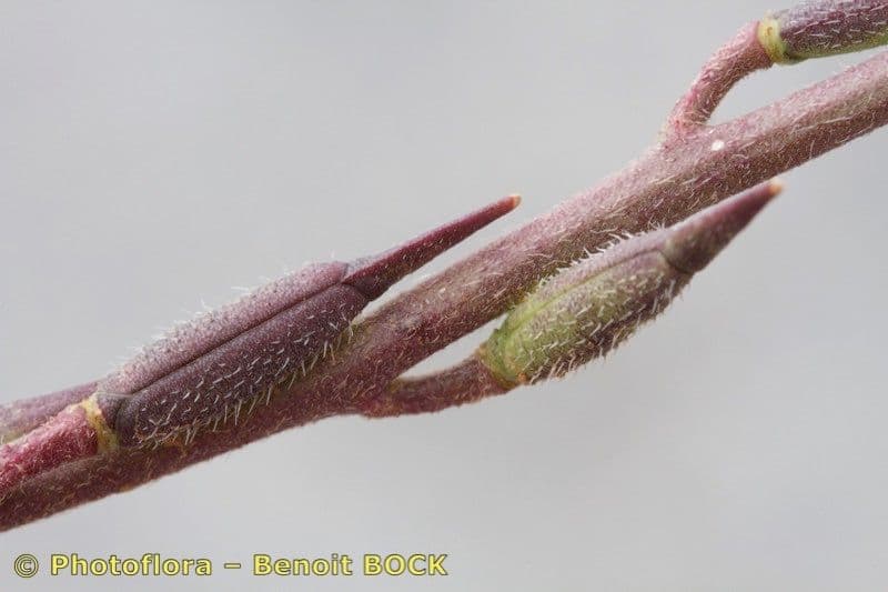 Rucola 28