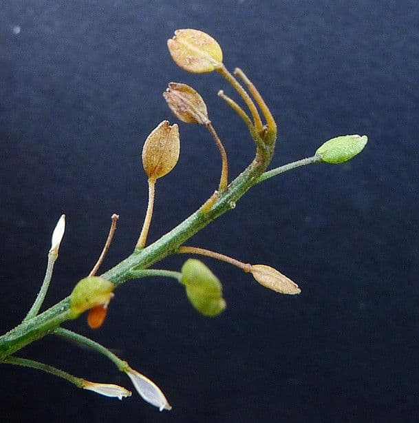 Lepidio ruderale 25