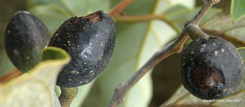 Cryptocarya 2