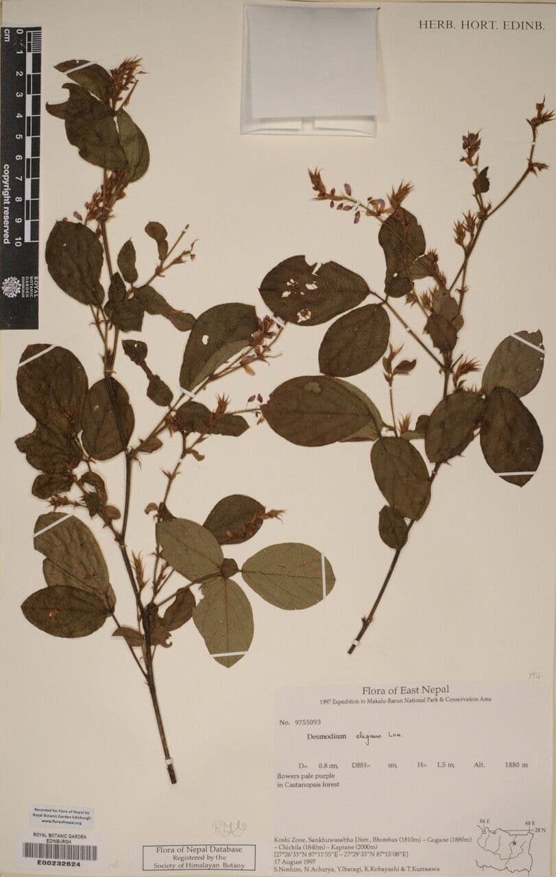 Phyllodium 9