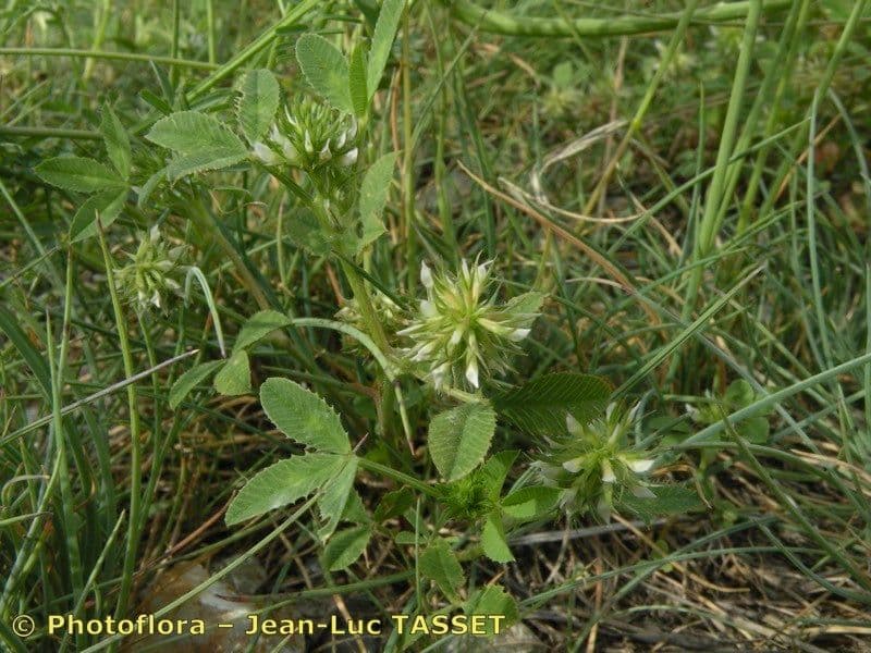 Teasel clover 8