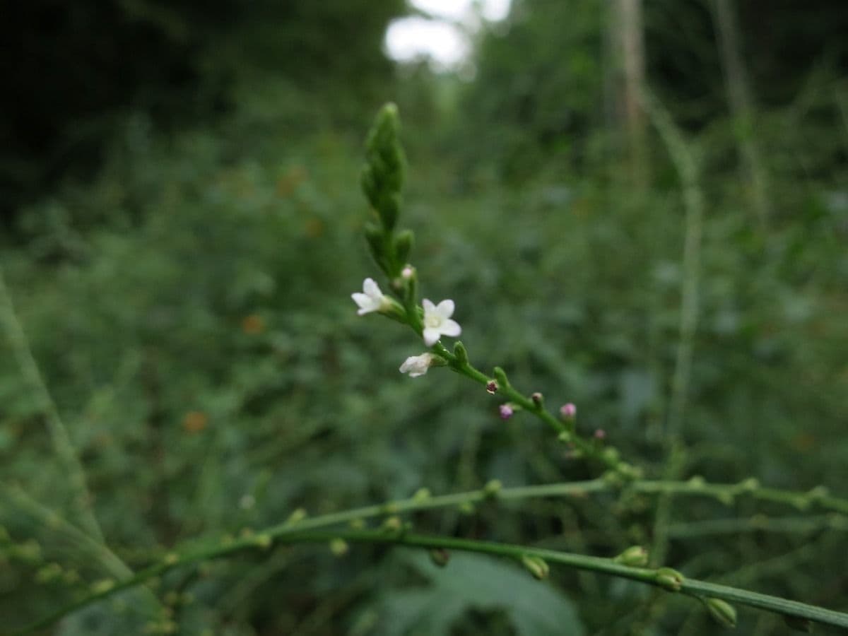 Verbena orticifolia 12