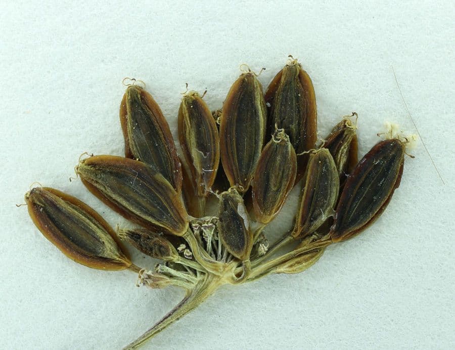 Lomatium di Engelmann