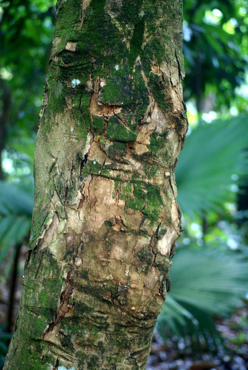 Hevea brazylijska 24