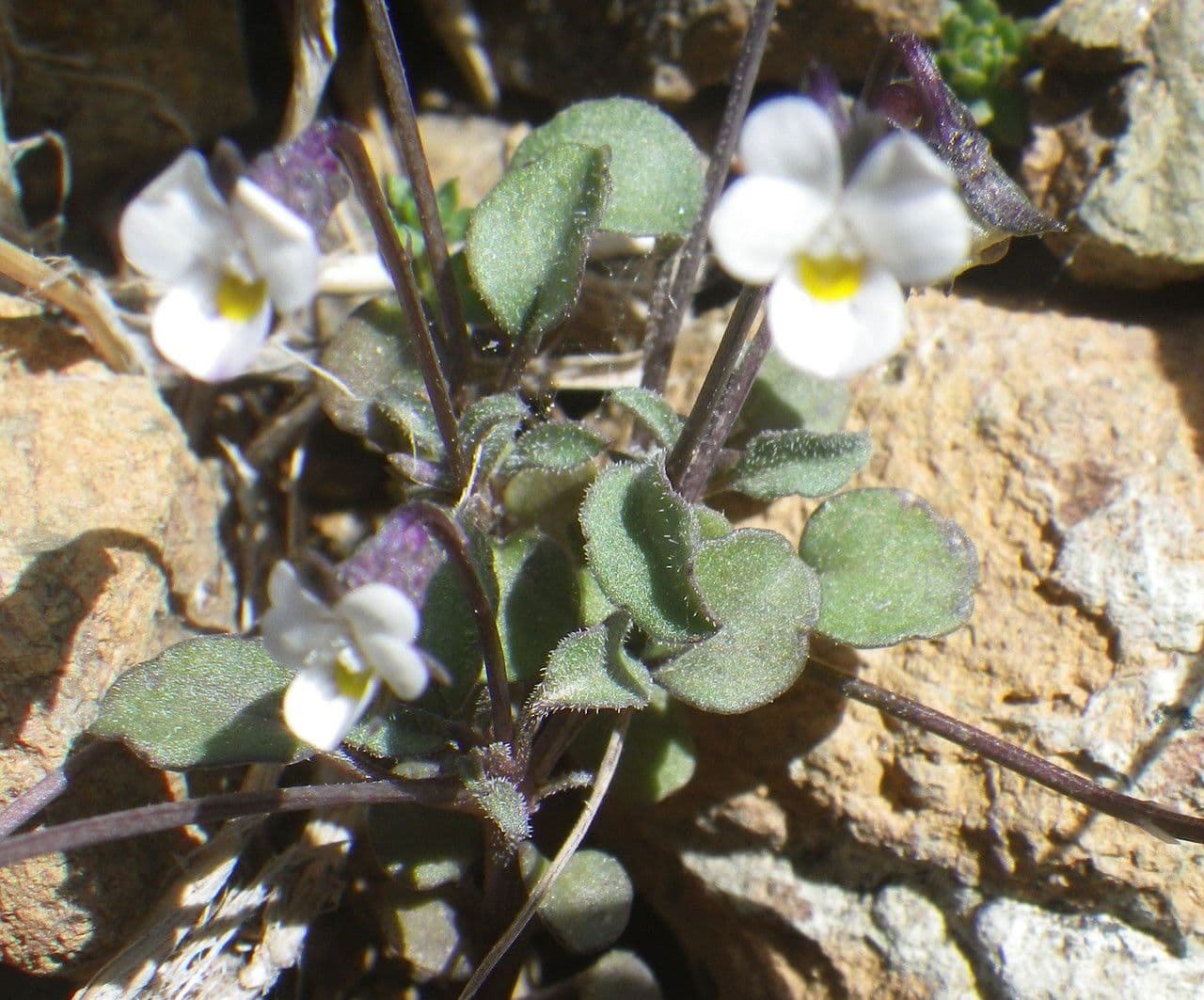 Viola 7