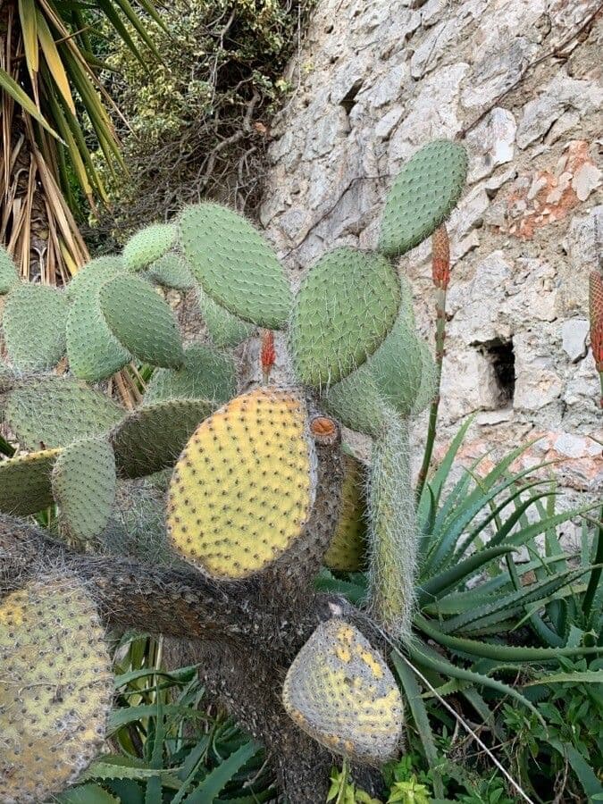 Opuntia leucotricha 20