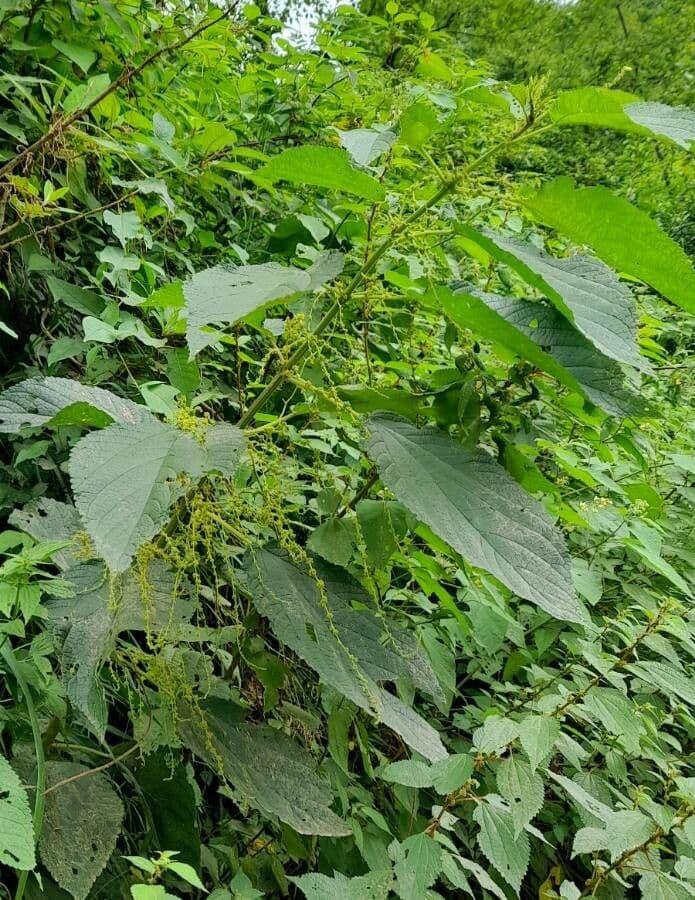 Boehmeria 3