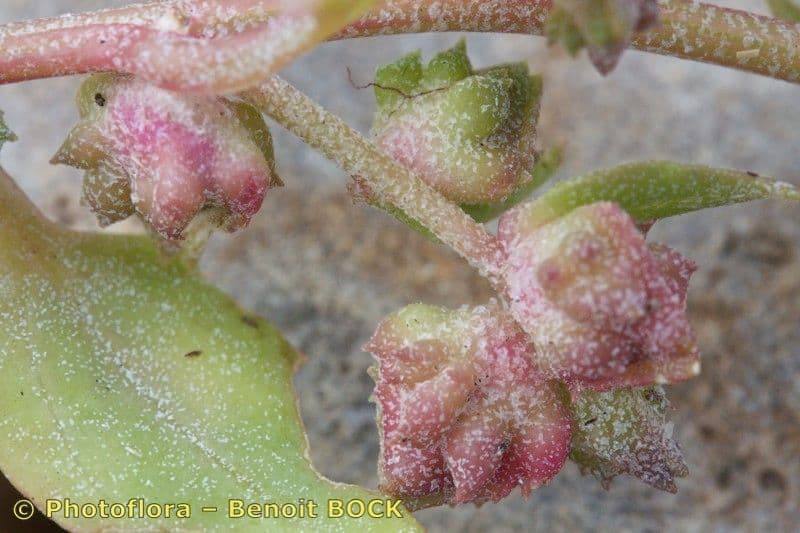 Atriplex glabriuscula 3