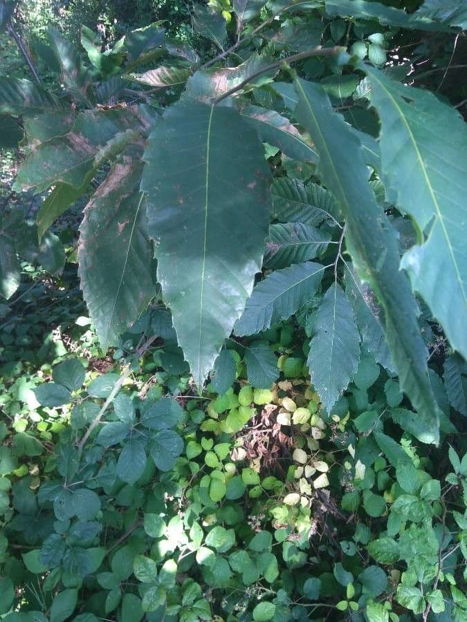 Castagno americano 19
