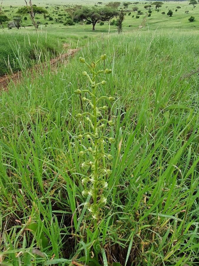 Habenaria 6