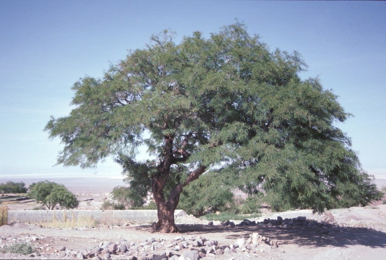 Tamarugo 2