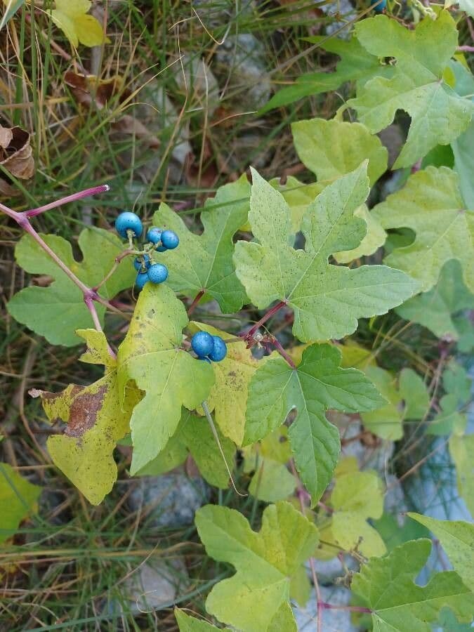 Ampelopsis glandulosa 10