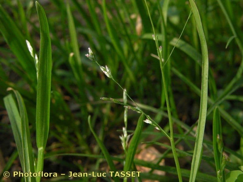 Knäuelgras 3