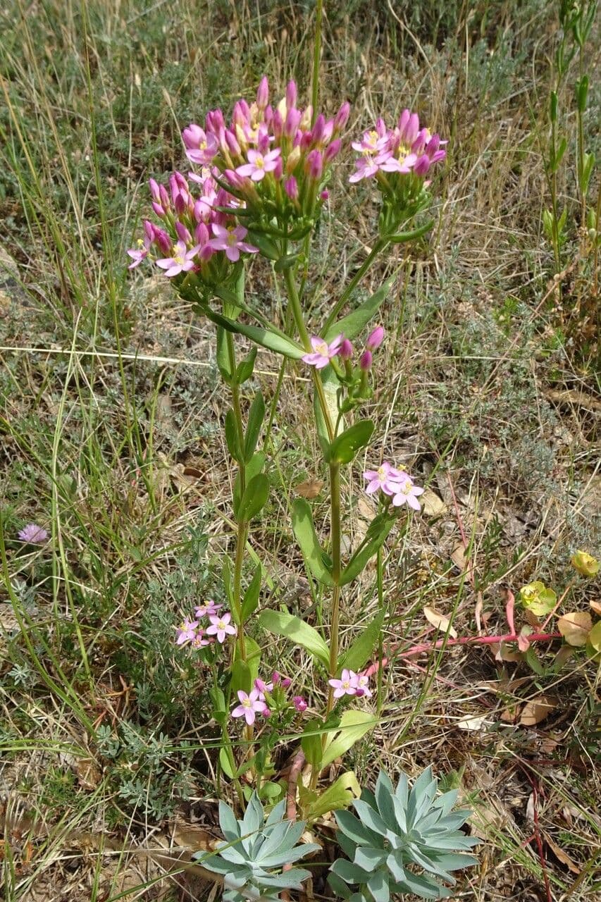 Centaurea minore 12