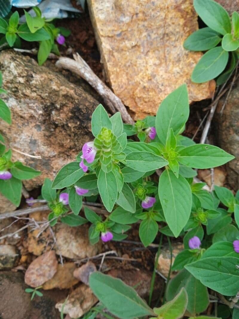 Akanthius diplopteroidny 15
