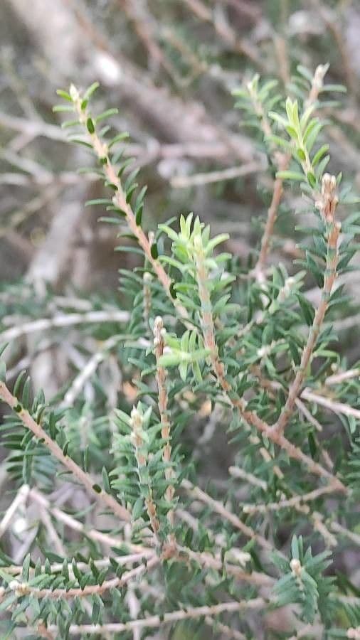 Melaleuca ericifolia 15