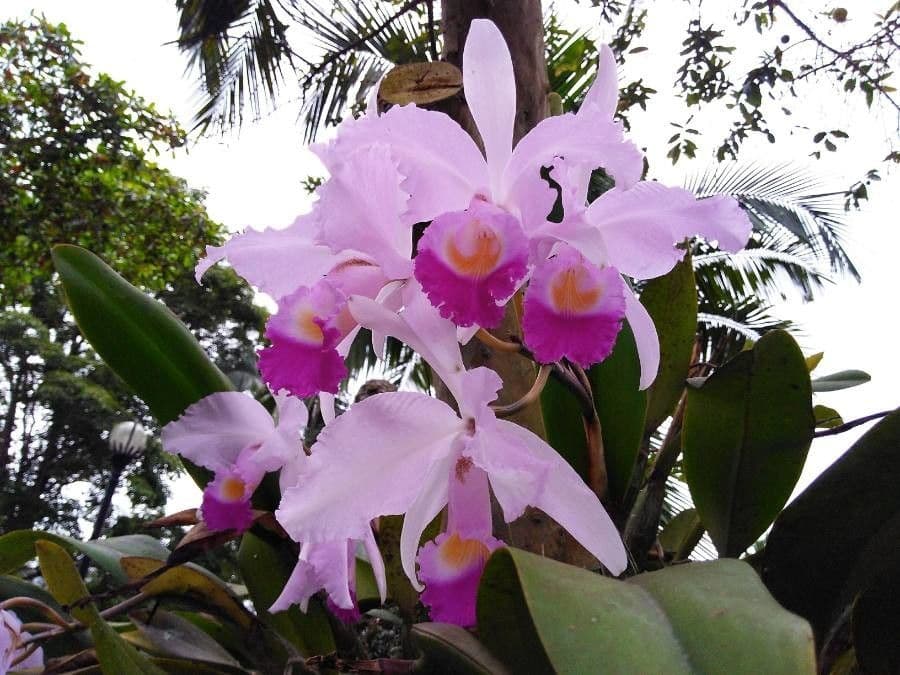 Orchidea di Natale 2