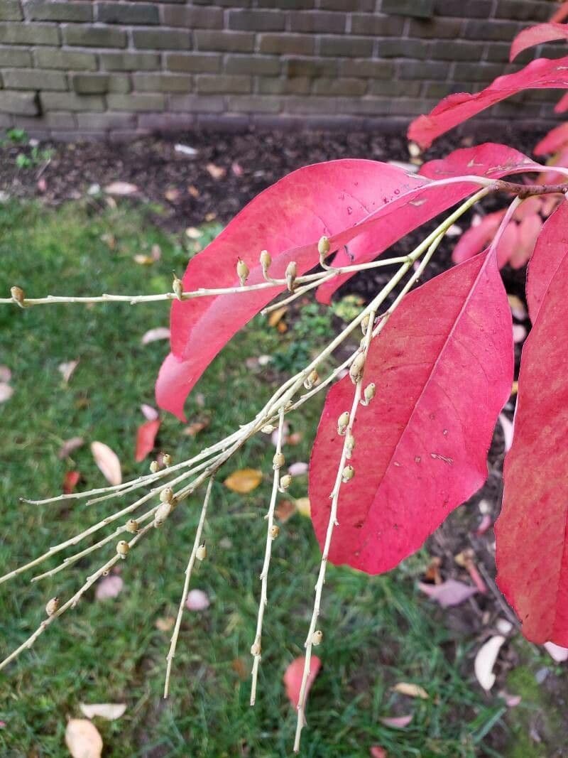Oxydendrum 5