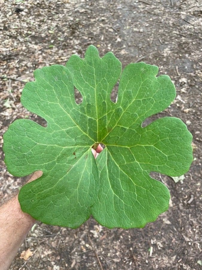Sanguinaria 17
